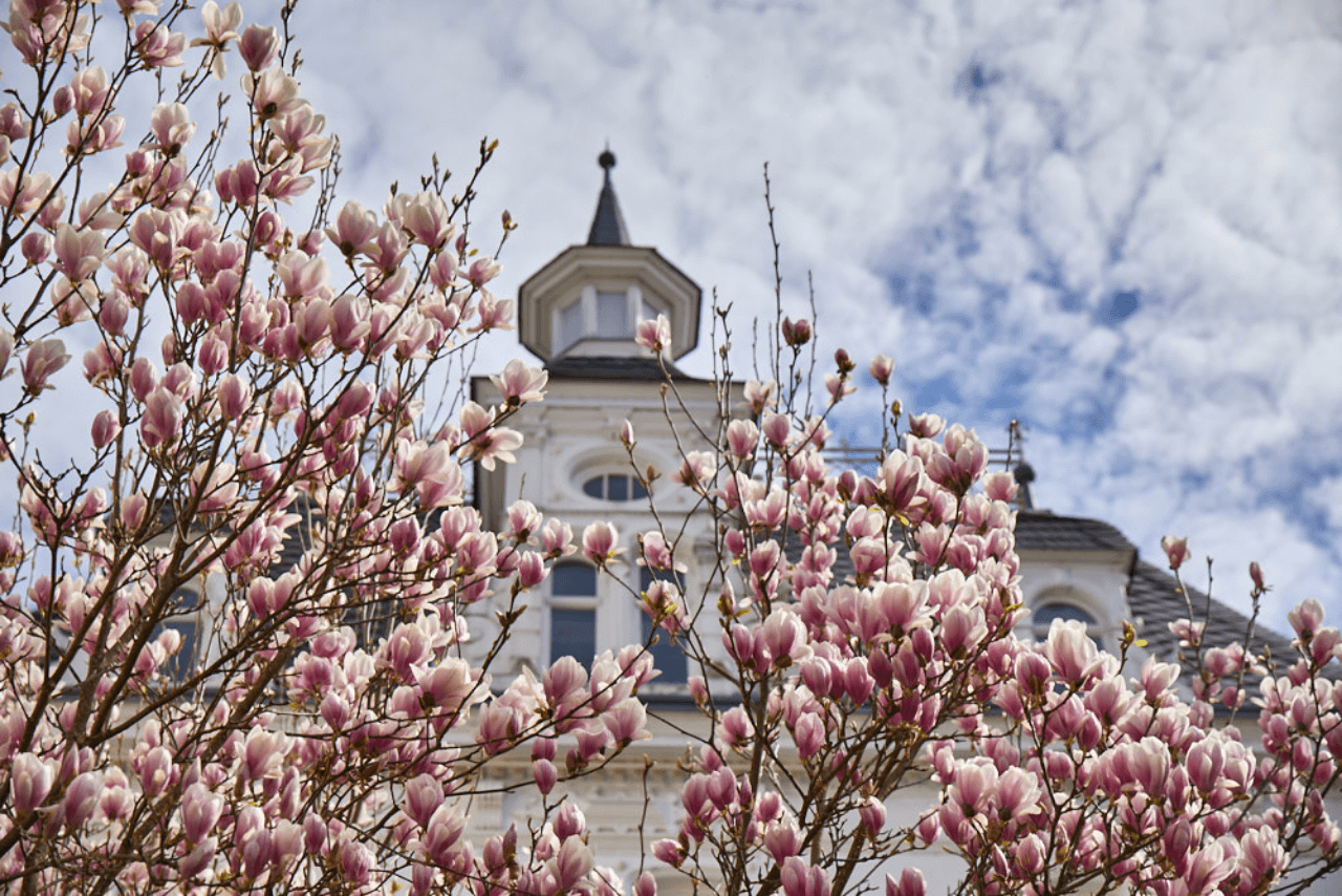 Frühlingshafte Magnolien vor der Steuerberatung Dockter & Partner in Trier