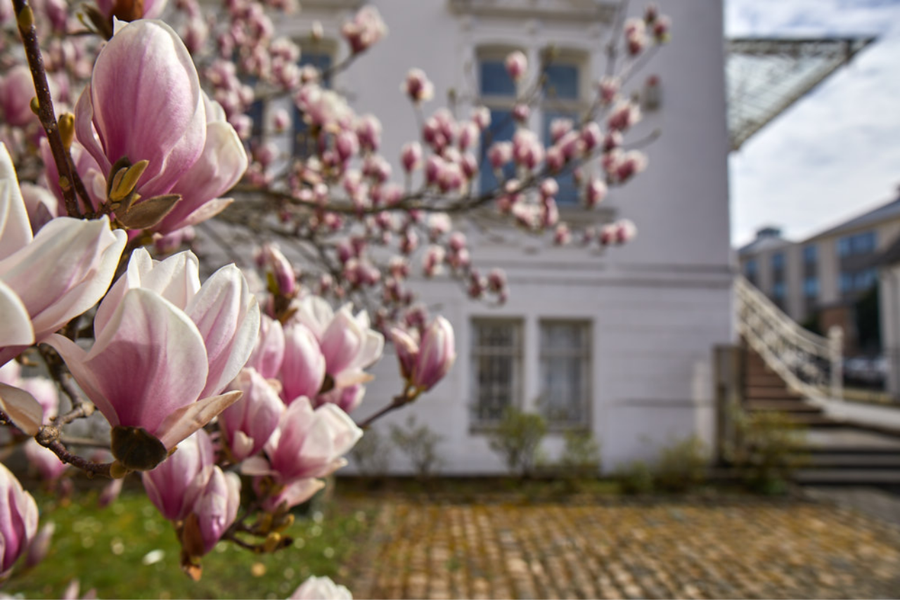 Frühlingshafte Magnolien vor der Steuerberatung Dockter & Partner in Trier